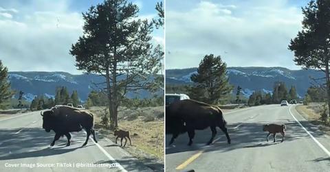 Screenshots of mother and baby bison. (Cover Image Source: TikTok | @brittbrittney08)