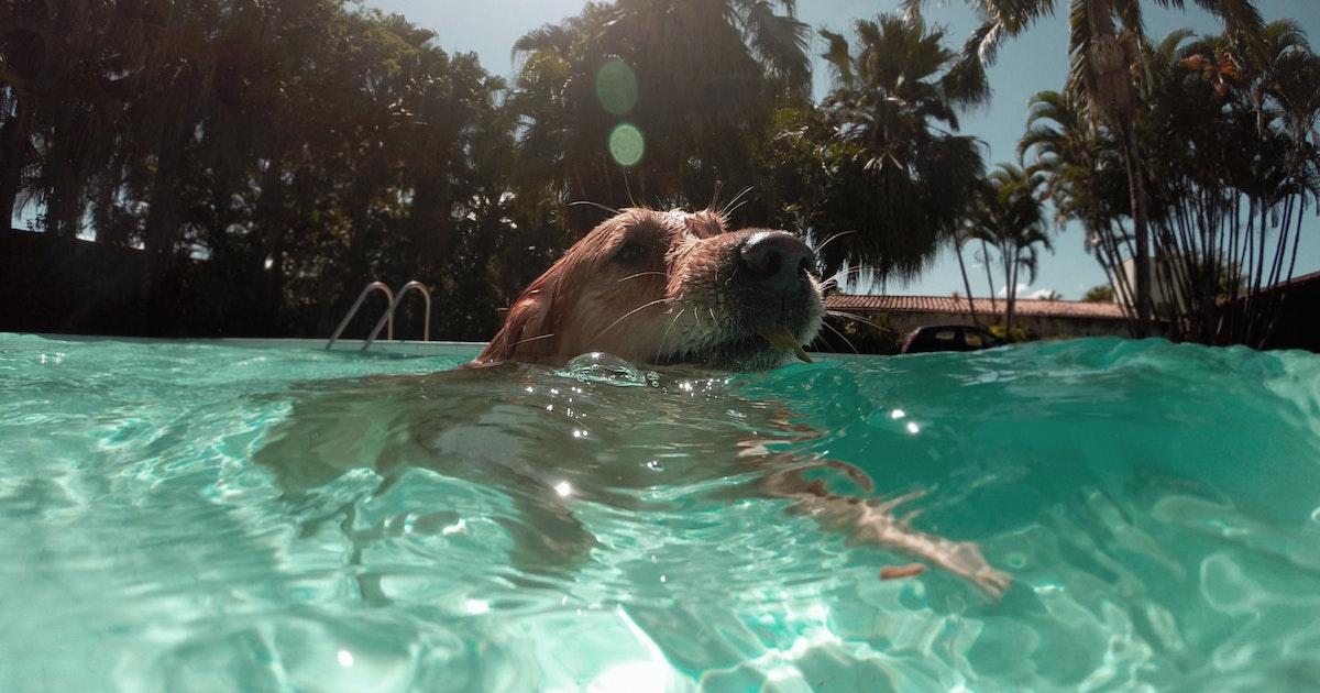 Dog swimming