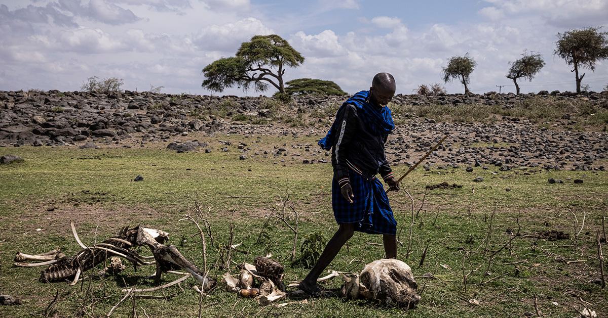 A Maasai herdsman looks over the devastation of the drought. 