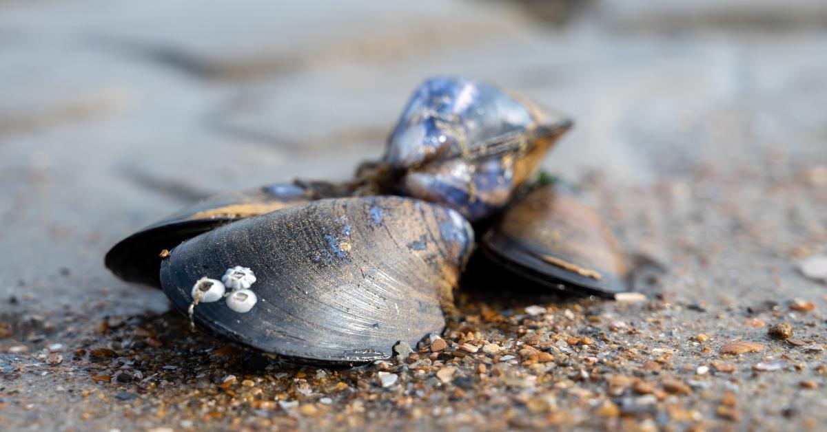 Mussels On Beach