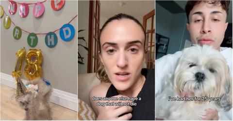 A still from @lexilarsen_'s TikTok video of her dog (left), a still from @morganlaubailey's TikTok video, a still from @xancollective's video of his dog.