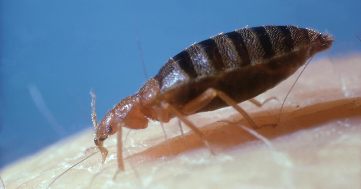 Bed bug on skin