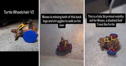 Moses with an updated wheelchair (Cover Image Source: Instagram | @jawscritters)