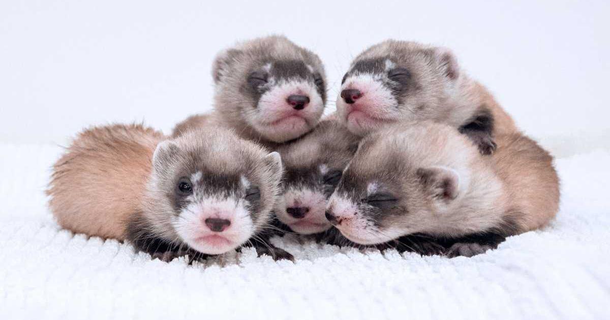 Black-footed ferrets from the Phoenix Zoo's captive breeding program. (Cover Image Source: Phoenix Zoo)