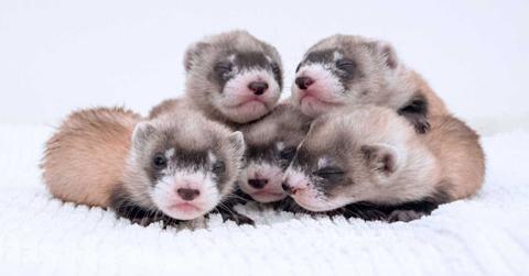 Black-footed ferrets from the Phoenix Zoo's captive breeding program. (Cover Image Source: Phoenix Zoo)