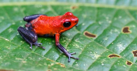 A red and blue poison dart frog on a leaf.