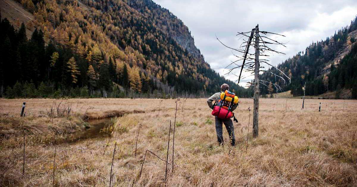 A man with a backpack is looking at the dried-up forest area while hiking. (Representative Cover Image Source: Getty Images | Westend61)
