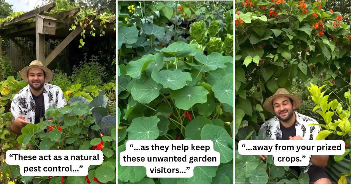Gardener reveals a plant that every gardener needs to have in their garden (Cover Image Source: TikTok | @joesgarden)
