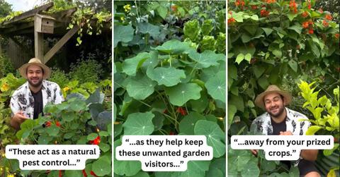 Gardener reveals a plant that every gardener needs to have in their garden (Cover Image Source: TikTok | @joesgarden)