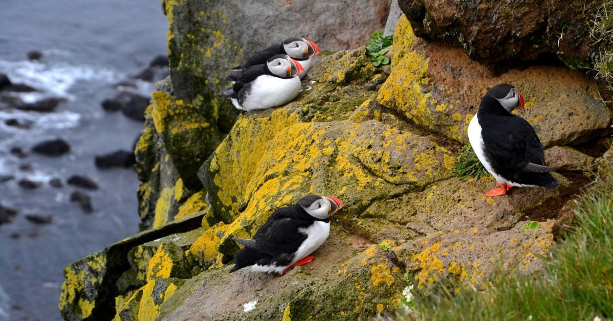 Four puffins sit on a cliffs edge, surrounded by grass and yellow growth