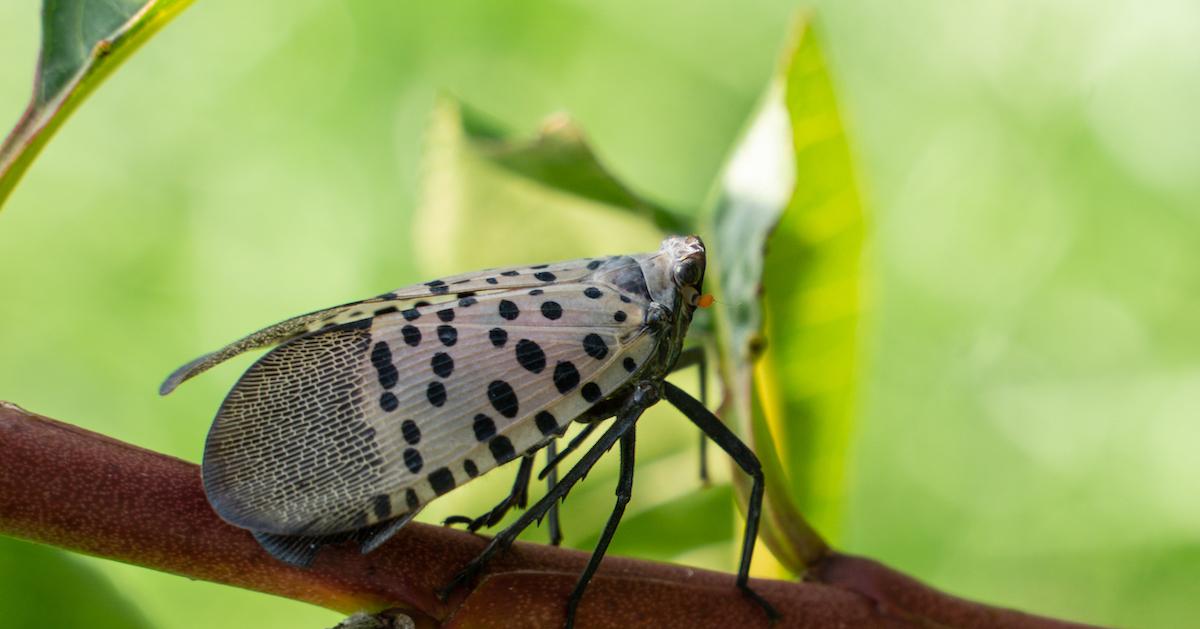 What to Do if You See a Spotted Lanternfly in Your Backyard This Fall