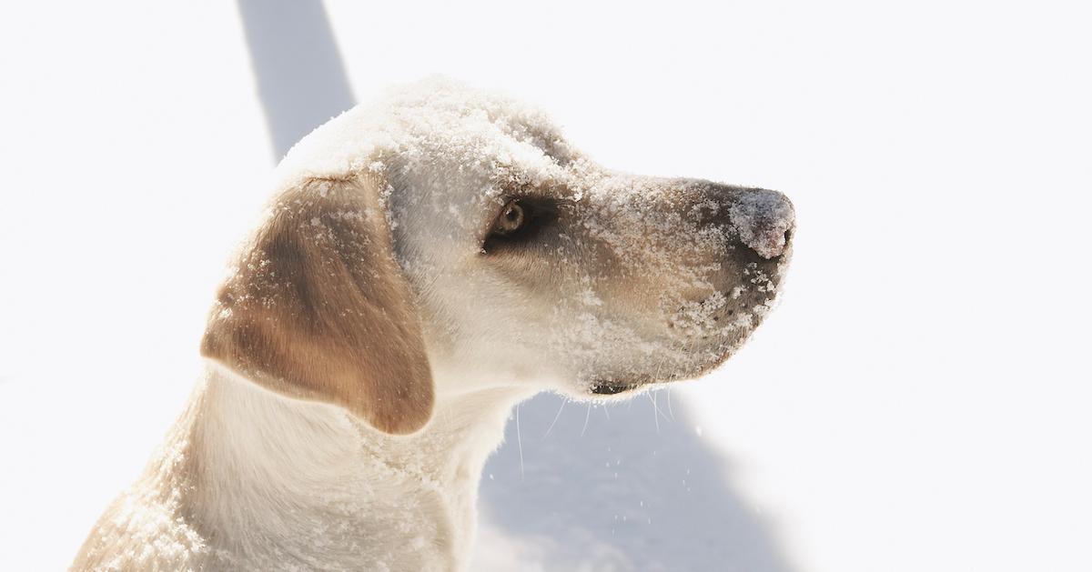 dog snow nose