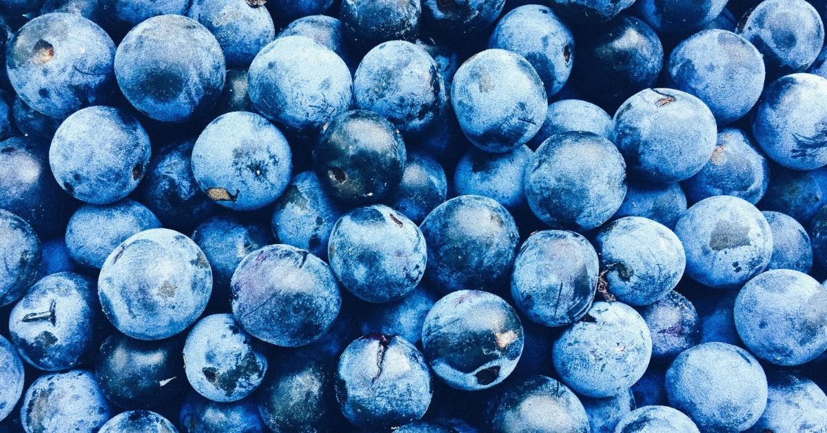 Closeup of blueberries 