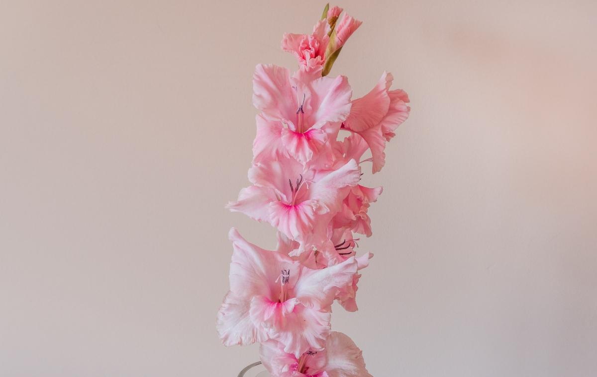 Deeper meanings behind the gladiolus flower explained