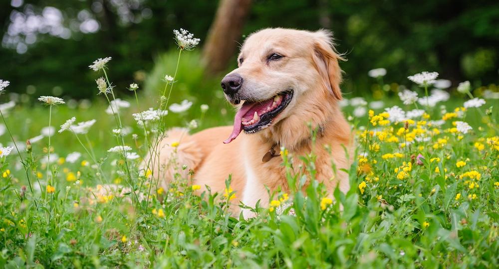 A dog laying in a field of flowers.