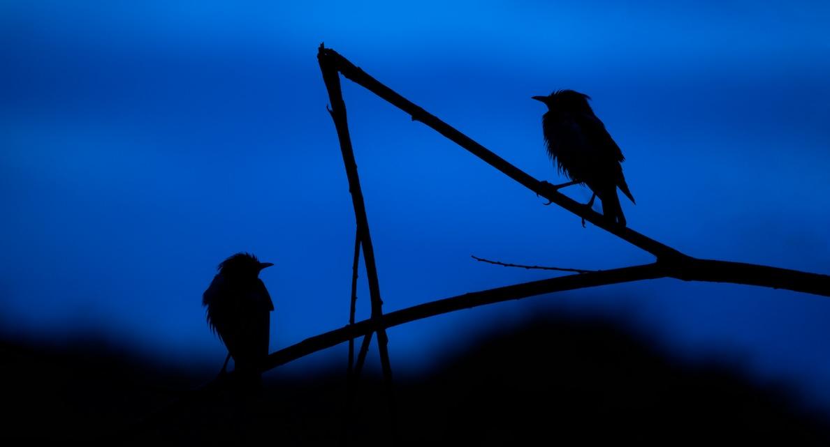 birds at night
