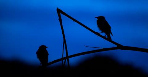 birds at night
