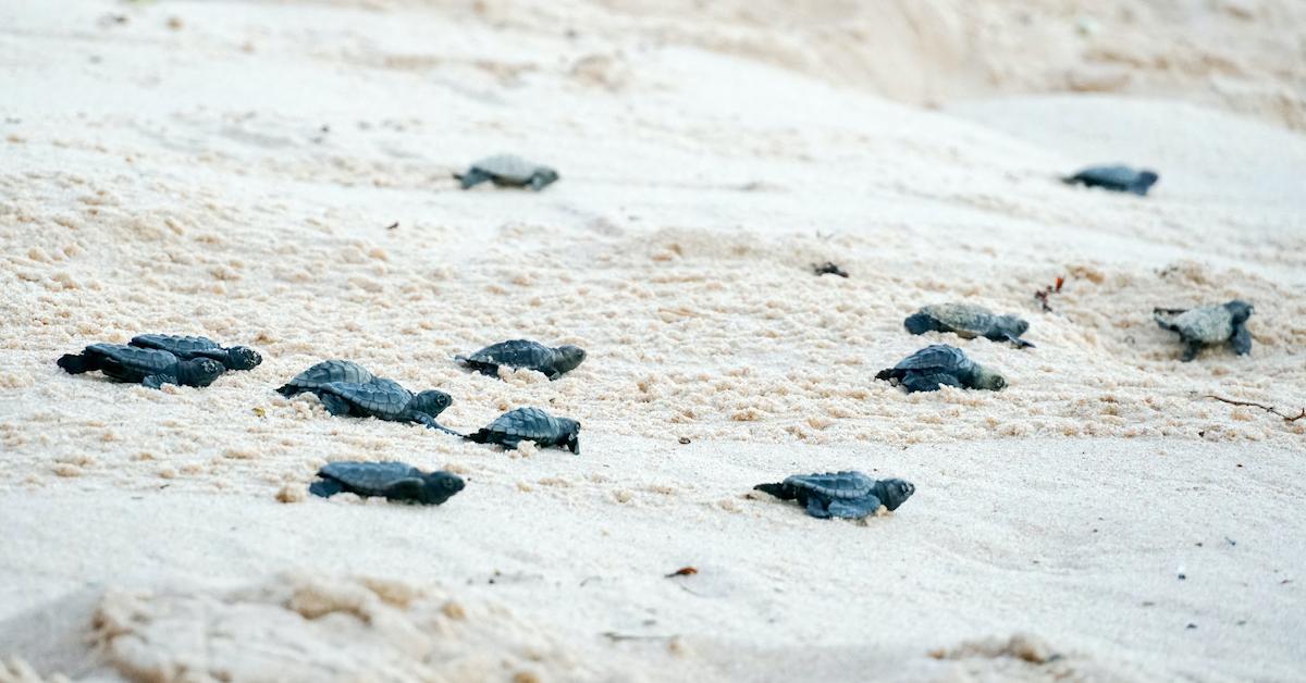 sea turtles mexico