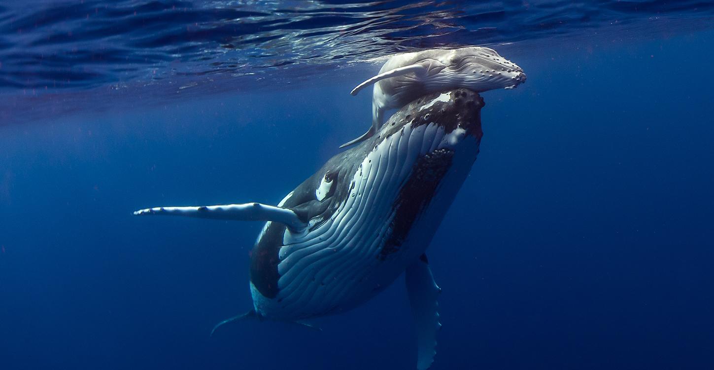 HumpbackWhale