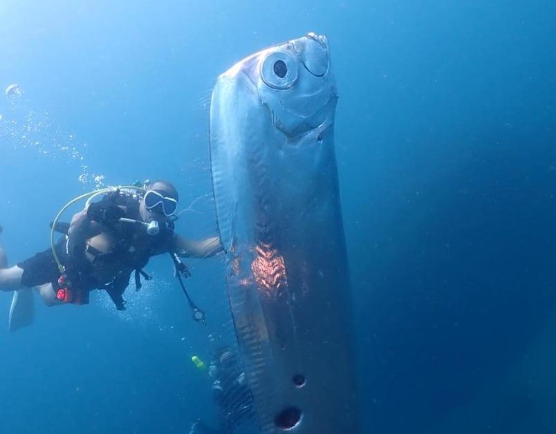 A “Doomsday Fish” Was Filmed Off The Coast Of Taiwan