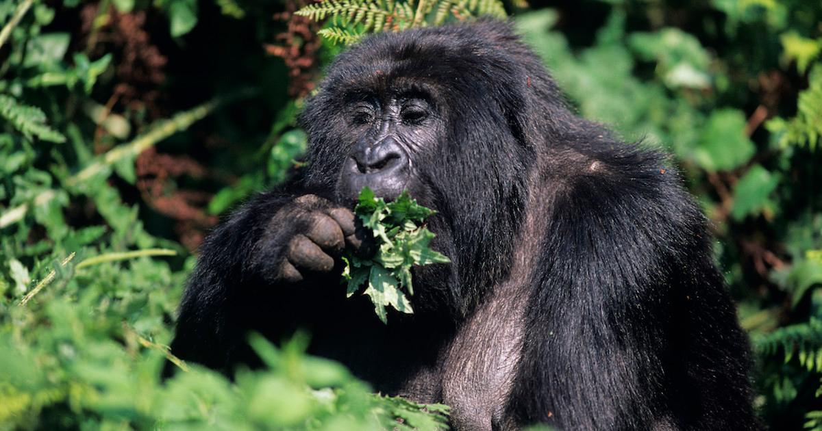 How to Protect Endangered Species