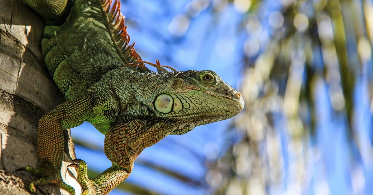 A closeup of an iguana on a palm tree