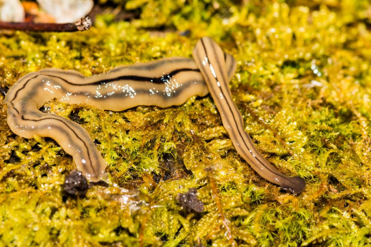 Hammerhead worm in green and yellow garden.