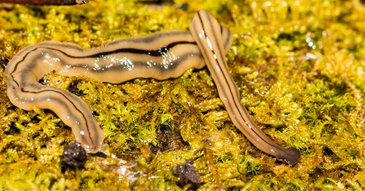 Hammerhead Worm Found in Virginia and Other States Is Toxic