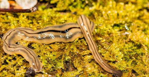Hammerhead worm in green and yellow garden.