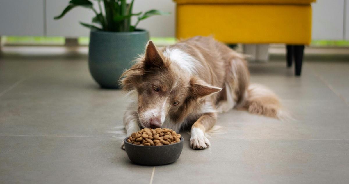 dog food recall
