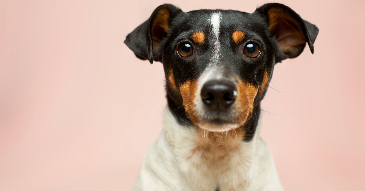 Closeup of a puppy's face