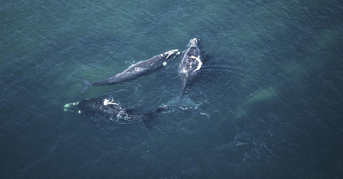 Three whales in ocean