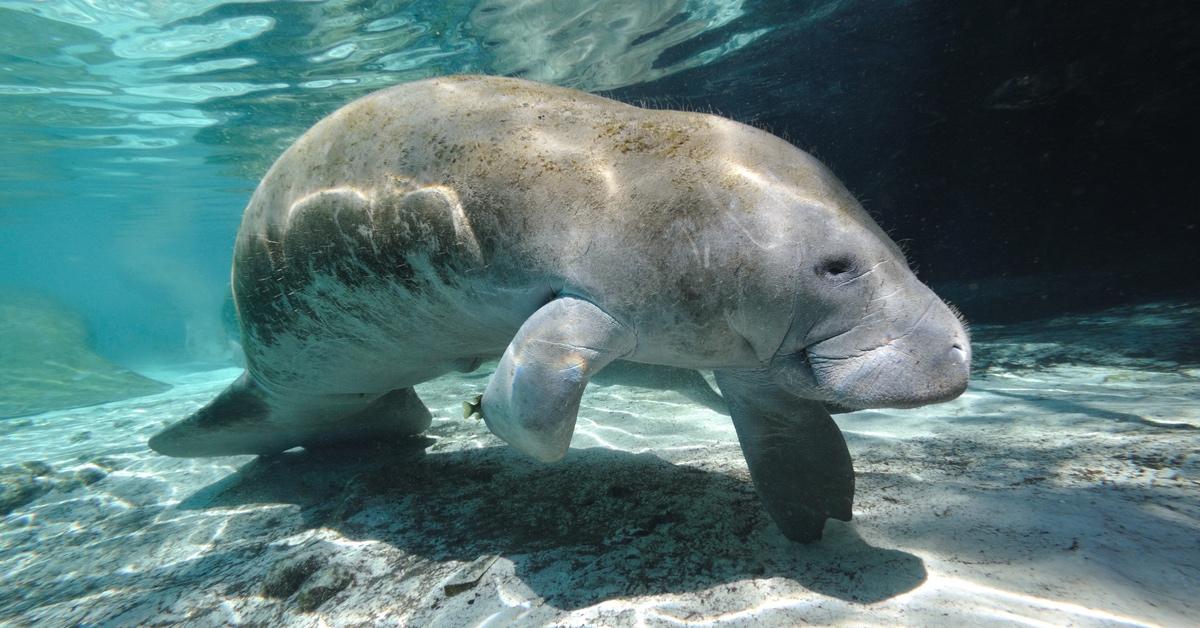 Manatee swimming in the water. 