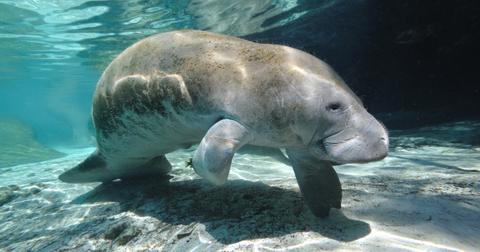 Are Manatees Dangerous? Their Demeanor Explained