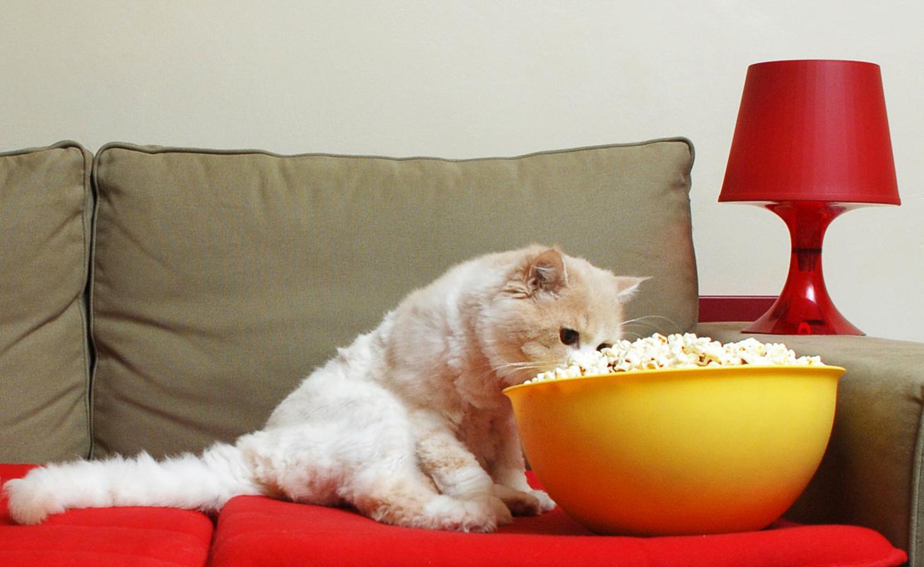Can Cats Eat Popcorn? Read This Before You Give Them a Bite