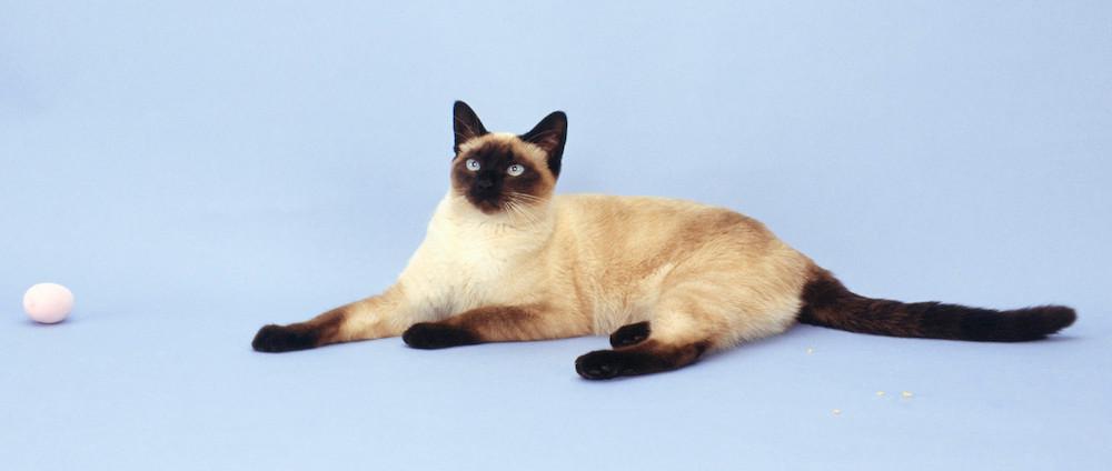 A Siamese cat sitting against a light blue background