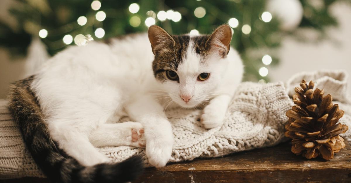 A cat laying next to a pine cone. 