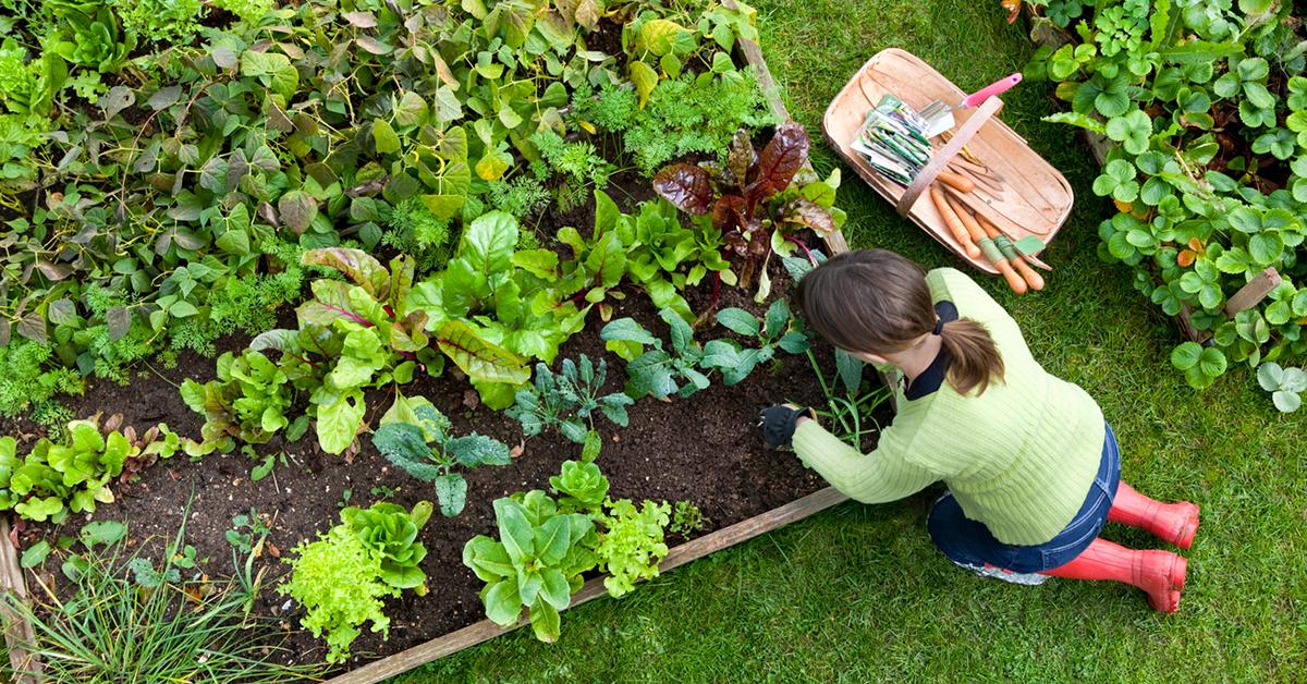 are vegetable gardens worth it