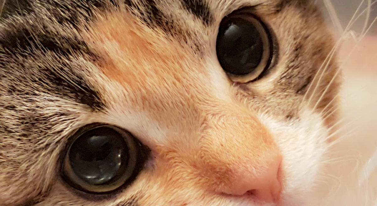 What Does It Mean If My Cat Stares at Me?