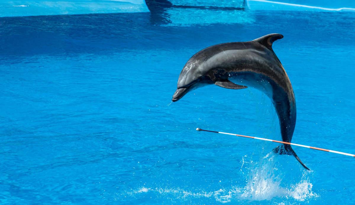 pn/dbfa ee fc a fedab