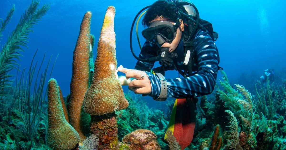 A marine biologist studying a deep-sea ecosystem. (Representative Cover Image Source: Getty Images | Antonio Busiello)