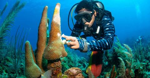 A marine biologist studying a deep-sea ecosystem. (Representative Cover Image Source: Getty Images | Antonio Busiello)