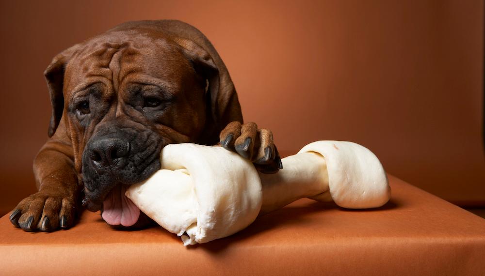 A boxer chewing on a toy. 