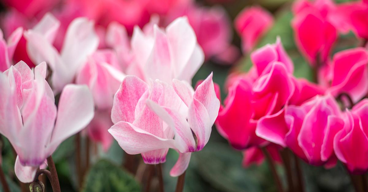 Cyclamen toxic to store dogs