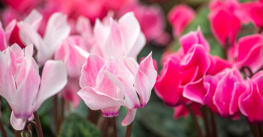 Which Plants Are Toxic to Dogs?