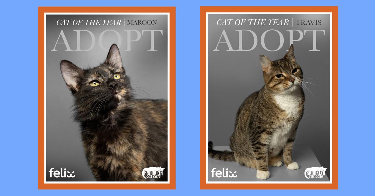 Two TIME-inspired magazine covers with cats