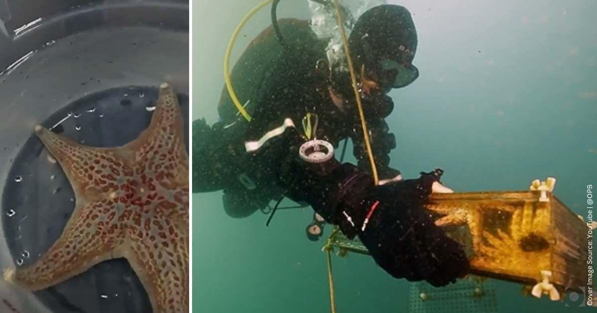 (L) A sea star raised in the lab; (R) Diver releasing lab-grown sea stars into the wild. (Cover Image Source: YouTube | @OPB