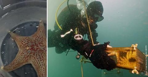 (L) A sea star raised in the lab; (R) Diver releasing lab-grown sea stars into the wild. (Cover Image Source: YouTube | @OPB