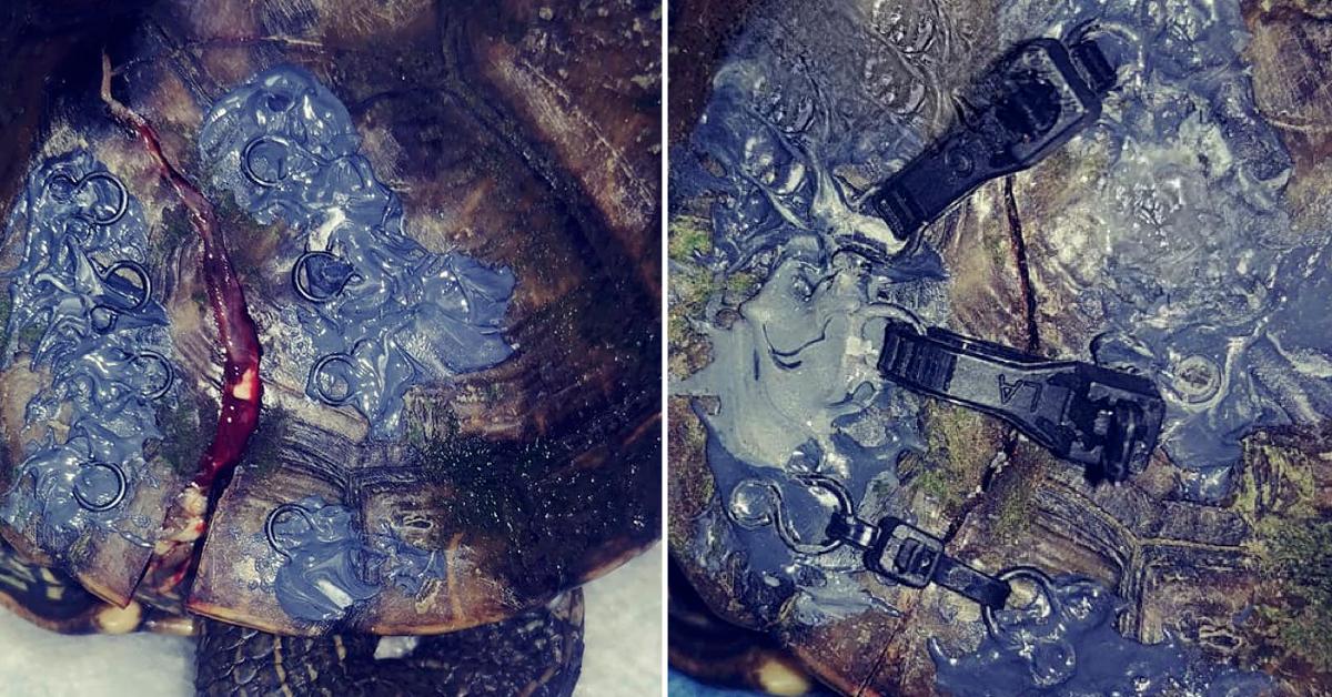 Wildlife Organization Uses Old Bra Hooks to Rehabilitate Turtles