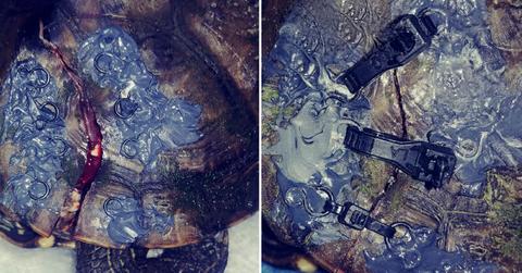 Old Bra Clasps Help Turtles in Need